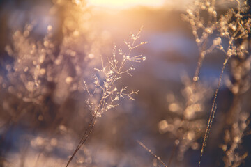 酒米饭（酒米饭的做法 最正宗的做法）