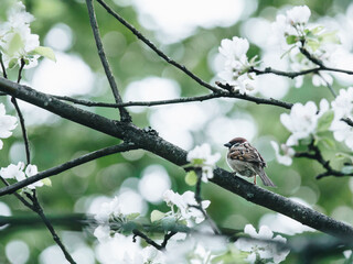 卡比猫粮/卡比猫粮哪个国家的